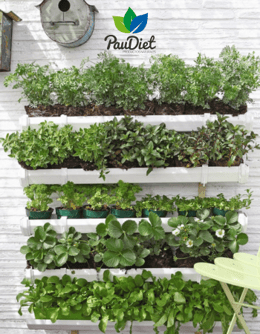 Jardín vertical