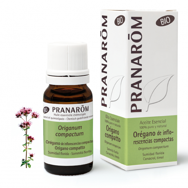 oregano-de-inflorescencias-compactas